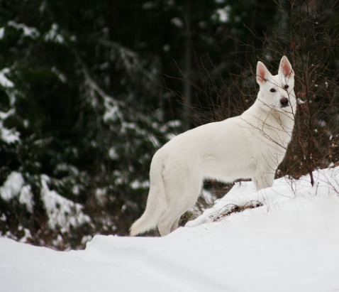 Asta, vit herdehund, i snön
