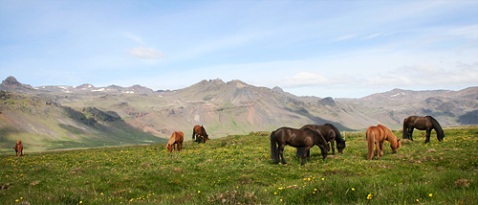 Islandhästar i flock